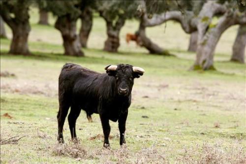 Toro de lidia