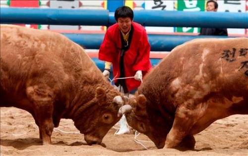 Lucha de toros en Cheongdo