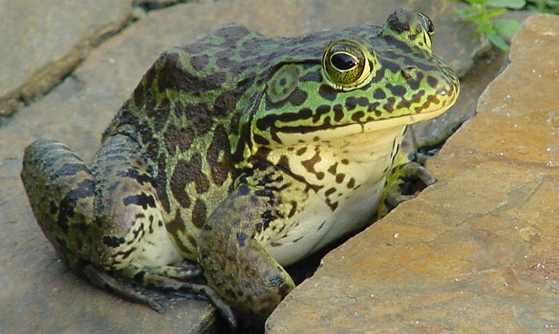 Nueva fauna ibérica - Libertad Digital