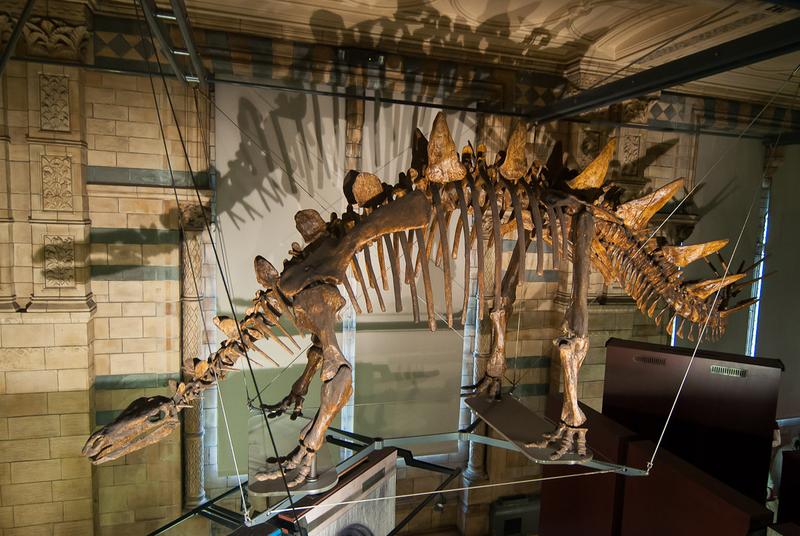 Dinosaurio del Museo de Londres 