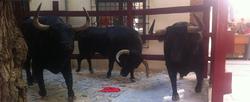 Los toros que se exponen en la tienda | Facebook de Toro Coe Coe