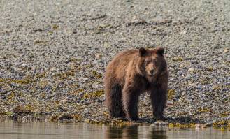 Oso pardo. | Archivo