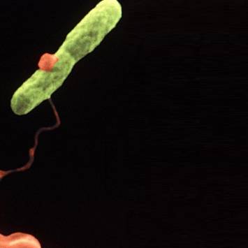 Las super-bacterias, las que han aprendido a hacer frente a los antibióticos