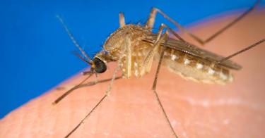 Mosquito de la malaria | Archivo