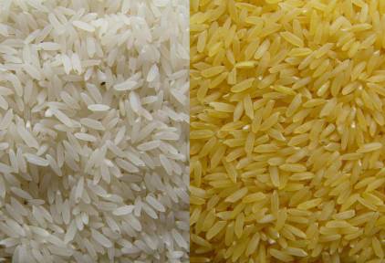 El arroz dorado salvaría la vida, y la vista, a cientos de miles de niños cada año. | Golden Rice Project