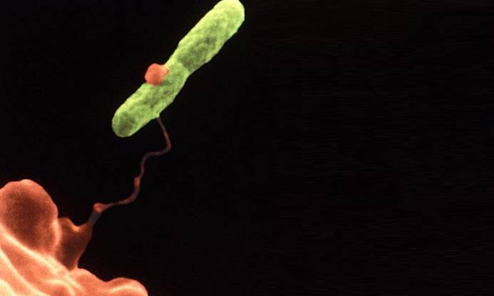 Las super-bacterias, las que han aprendido a hacer frente a los antibióticos