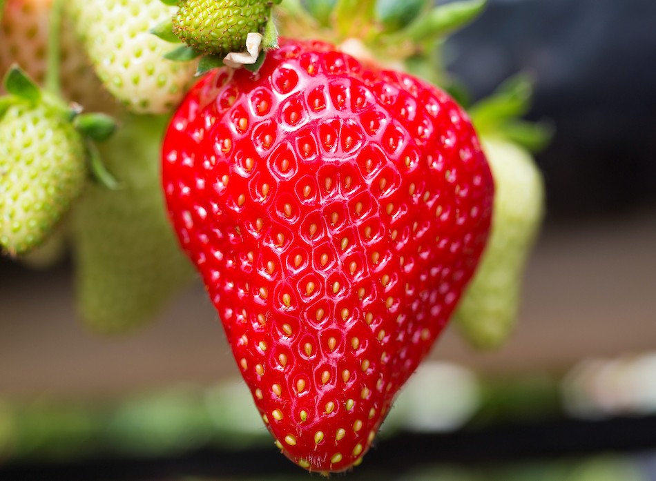 La fresa, una de las frutas más beneficiosas | Cordon Press