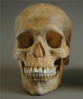 Cráneo de Homo sapiens.