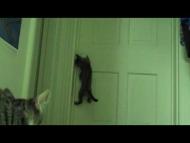 Poder gatuno