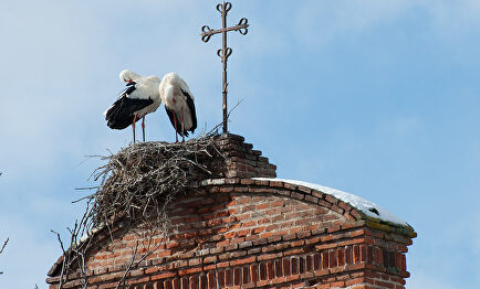 Cigüeñas en un nido de un campanario |  C.Jordá