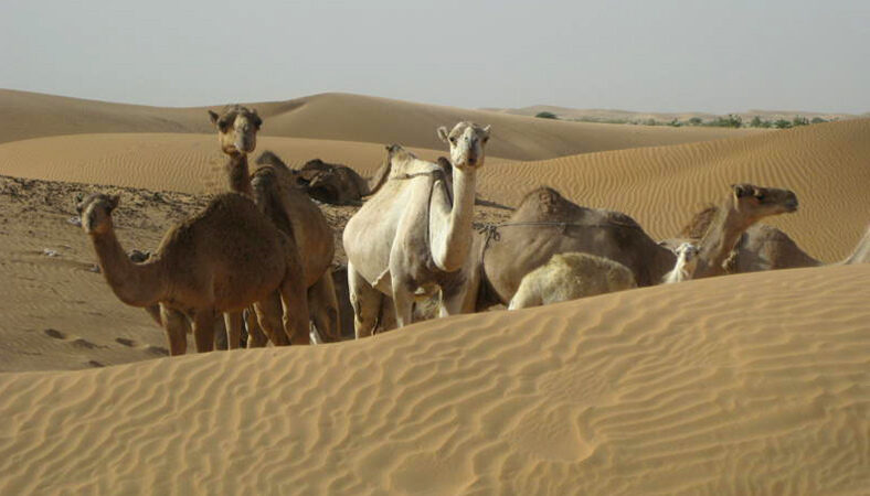 mauritania.jpg