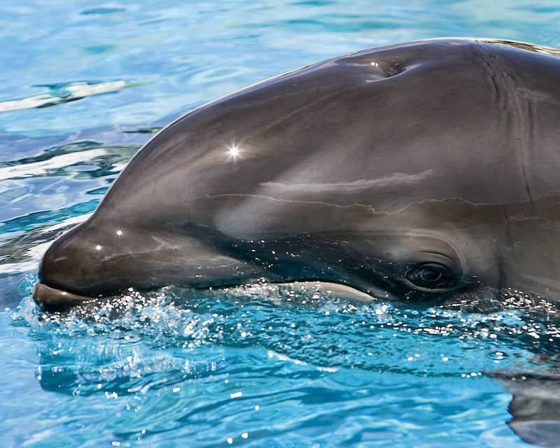 animal-hibrido-balfin.jpg