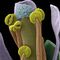BerroMicrografía electrónica de barrido (SEM) de una flor de Arabidopsis thaliana, también conocido comúnmente como berro. Algunas de las anteras están abiertas, revelando granos de polen preparado para la dispersión. Arabidopsis fue la primera planta en tener la totalidad de su genoma secuenciado y se utiliza como un organismo modelo en biología. El ancho horizontal de la imagen es de 1200 micras. Ampliación: 100x.