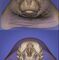 Cabeza de focaLa tomografía computarizada (TC) de la cabeza de una foca (Pinnipedia). La imagen fue rendida con una técnica de representación de volumen 3D. En la imagen superior, la piel se ha hecho opaca para revelar detalles de la superficie (por ejemplo, la textura de la piel y los bigotes) visibles en la cara del animal. En la imagen inferior, el esqueleto se ha hecho opaco y los tejidos blandos (tejido graso) semi-transparente para revelar el cráneo del animal.