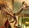 ParasaurolophusEste hadrosáurido vivió en Norteamérica desde hace 83 hasta hace 71 millones de años. El animal podía alcanzar los 10 metros de longitud y los 3,5 de altura cuando caminaba a cuatro patas, aunque también se desplazaba de un modo bípedo. Llama la atención su enorme cresta, mayor en los machos que en las hembras, que servía para comunicarse y como reclamo sexual en la época de celo
