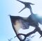 PteranodonUn pteranodon corona el final de El Mundo Perdido (en la imagen que vemos), cuando Hammond se despide en un mensaje televisivo, diciendo lo de Malcolm, que la vida se abre camino, o algo así. En Jurassic Park III aparece como un devora humanos, cuando en realidad se alimentaba de peces