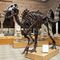EdmontosaurusEste bicho es nuevo en la saga. Es uno de los hadrosáuridos (dinosaurios de pico de pato) más grandes, pudiendo alcanzar los 13 metros de largo y las 4 toneladas de peso. Vivió a finales del Cretácico en Norteamérica