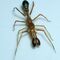 Araña saltarina hormiga (Myrmarachne plataleoides)La araña saltarina hormiga es una especie de araña que imita a las hormigas tejedoras en morfología y comportamiento. Aunque , a diferencia de las hormigas tejedoras, no pica a las personas, y tiene un comportamiento poco agresivo.Se puede encontrar en la India, Sri Lanka, China y en buena parte del Sureste Asiático.