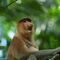 Násico (Nasalis larvatus)Salta a la vista por qué el mono narigudo o násico es un primate inconfundible. Herbívoro, habita las selvas de Borneo y se encuentra en grave peligro de extinción.