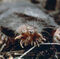Topo estrellado (Condylura cristata)A este insectívoro estadounidense lo caracteriza su peculiar hocico, que posee tentáculos nasales. Al ser ciego, los científicos creen que emplea la nariz para detectar la actividad eléctrica de sus presas