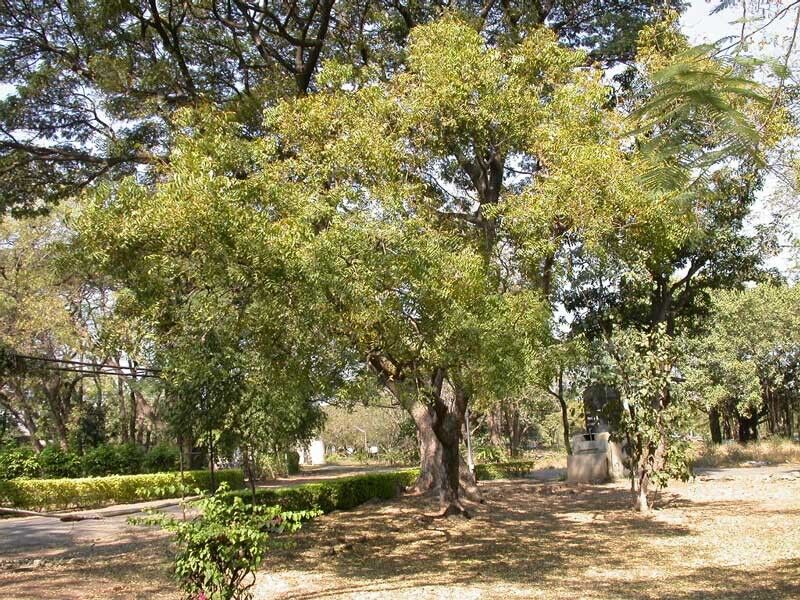 Neem, el misterioso árbol de la vida - Miguel del Pino - Libertad Digital