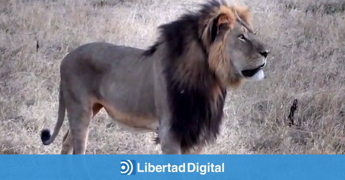 Cecil': ¡han matado al padre del Rey León! - Carmelo Jordá - Libertad  Digital