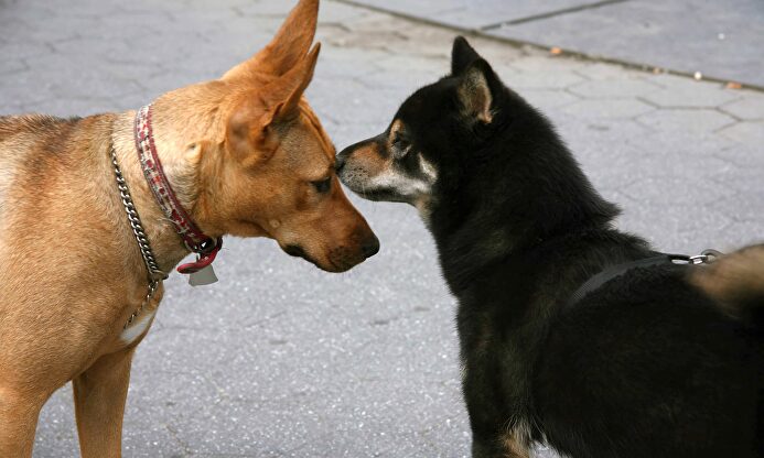 Affinity revela que los perros no son más abandonados en verano |  Cordon Press