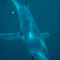 TintoreraLas tintoreras son la especie de tiburón más frecuente en las aguas españolas. Pueden alcanzar los tres metros y con frecuencia se acercan a nuestras playas sobre todo en aquellos lugares como la Costa Brava donde los fondos alcanzan mucha profundidad en pocas millas.