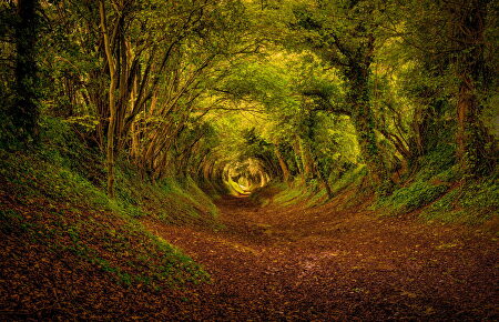 15 bosques para el otoño que parecen sacados de un cuento de hadas 