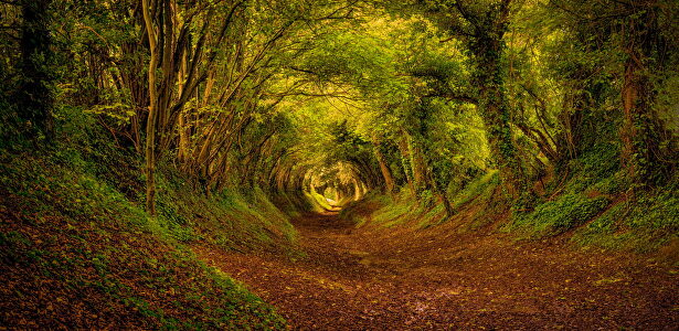 15 bosques para el otoño que parecen sacados de un cuento de hadas 