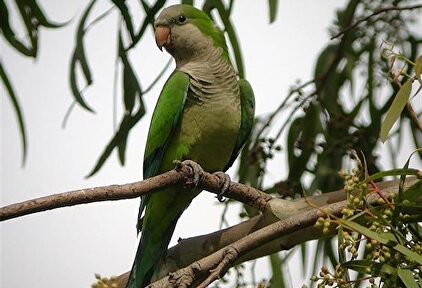 Ejemplar de cotorra argentina |  SEO Birdlife