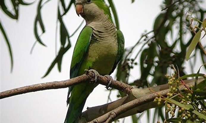 Ejemplar de cotorra argentina |  SEO Birdlife