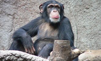 Un chimpance en el zoo de Leipzig (Alemania) |  Wikipedia