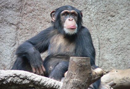 Un chimpance en el zoo de Leipzig (Alemania) |  Wikipedia
