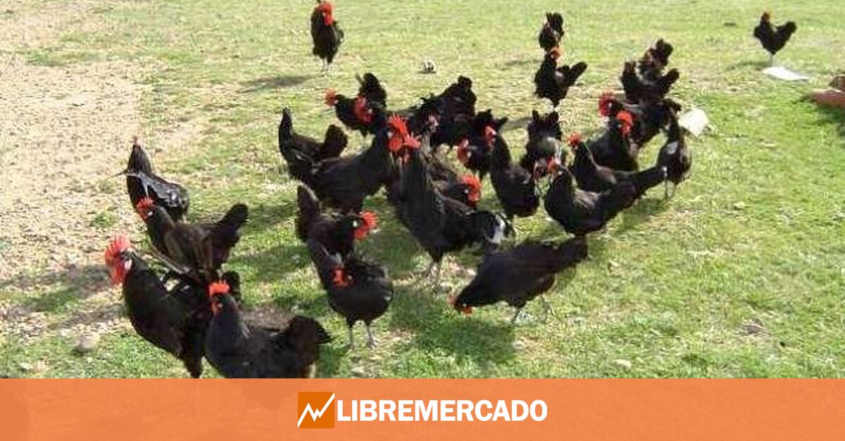 www.libremercado.com