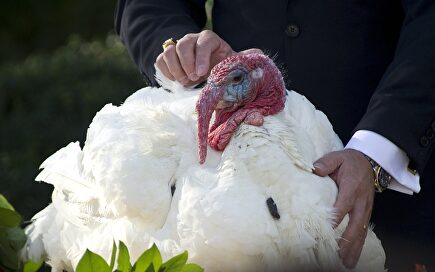 Pavo de Acción de Gracias |  Cordon Press