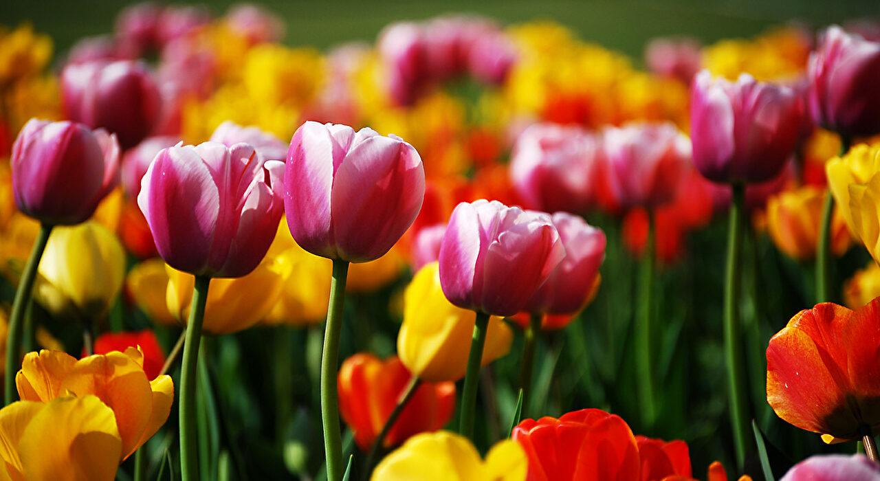 Las flores más caras del mundo - Libre Mercado