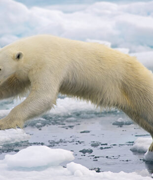  Arturo de Frias Marques / Wikipedia