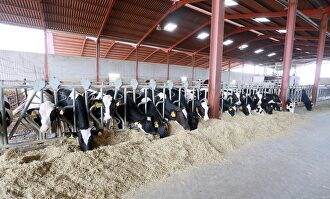 Una granja de vacas en Castilla y León |  Agencia Ical