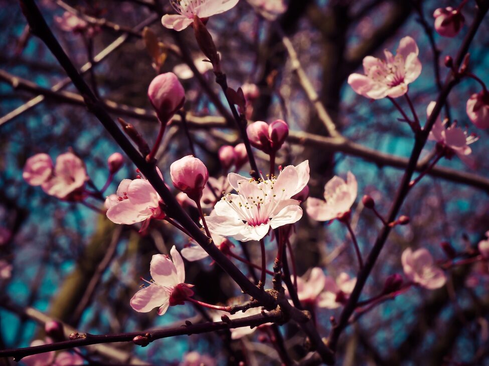 flor-de-almendro.jpg