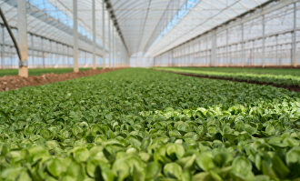 Invernadero de lechuga. |  David Alonso Rincón