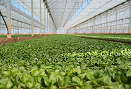 Invernadero de lechuga. |  David Alonso Rincón