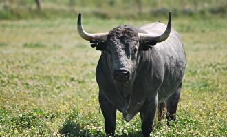Uno de los toros de Victorino Martín en la finca Las Tiesas. | Javier Romero