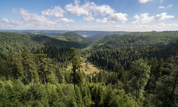 Lo que ocultan los ecologistas: el mundo es mucho más verde gracias al capitalismo