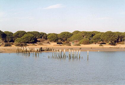 Parque Nacional de Doñana. |  http://www.andalucia.org/