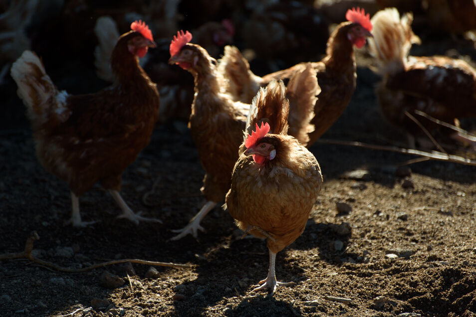 Tras las granjeras que “protegen” a sus gallinas de los gallos, suele haber organizaciones como PETA con un preocupante currículum anti-humanista.