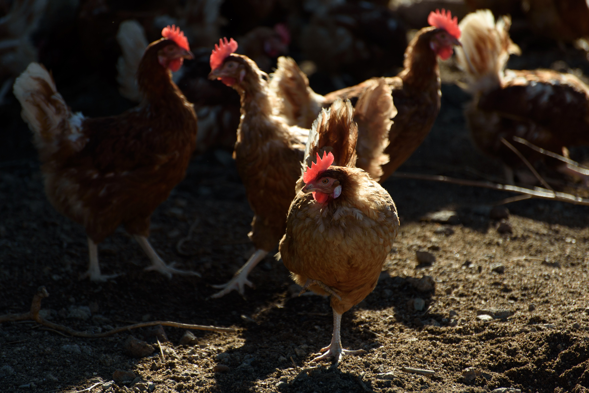 Los gallos violan a las gallinas fanny