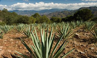 Planta Agave tequilana (México) I Libertad Digital