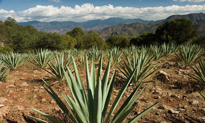 Planta Agave tequilana (México) I Libertad Digital