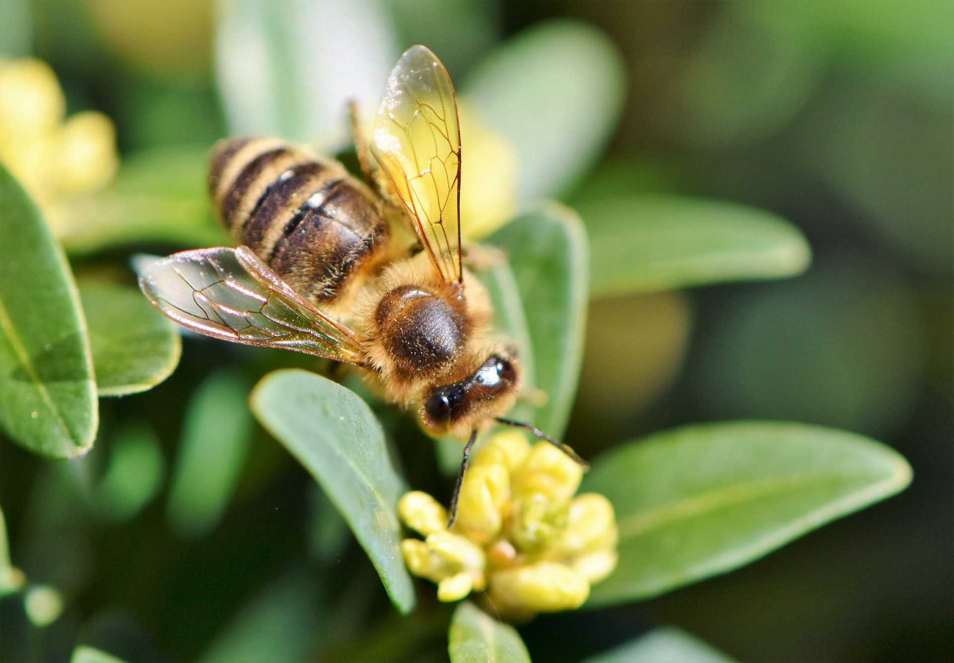 La importancia de las abejas para la vida del ser human